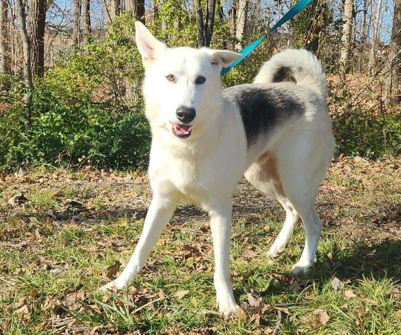 Enlarge casper, a Adoptable mixed breed in MARION, IN image 1/6
