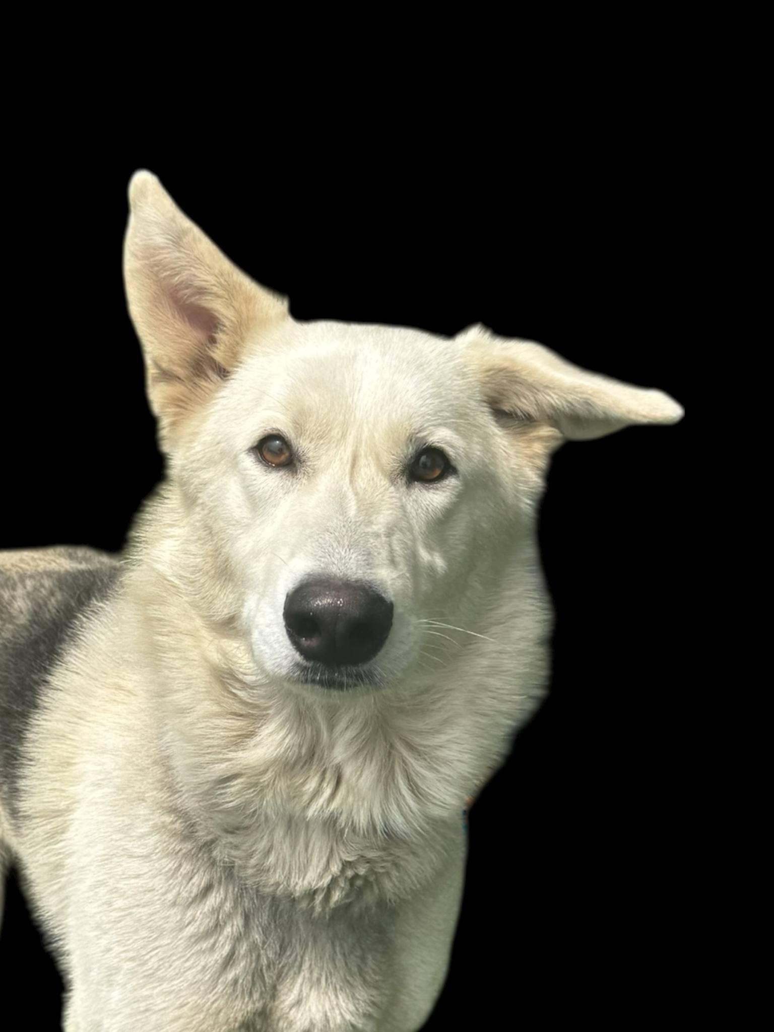 Enlarge casper, a Adoptable mixed breed in MARION, IN image 2/6