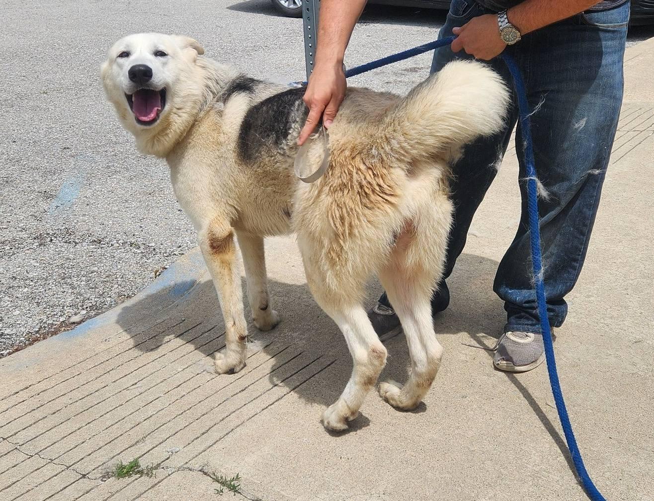 Enlarge casper, a Adoptable mixed breed in MARION, IN image 3/6