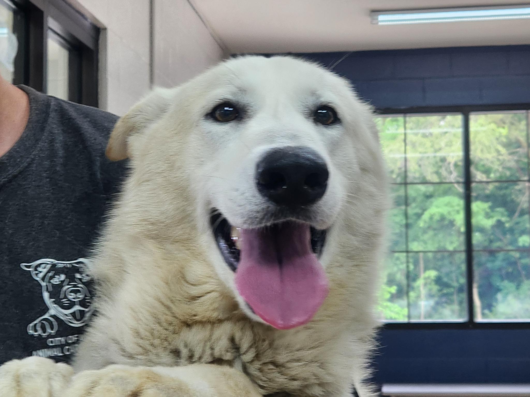 Enlarge casper, a Adoptable mixed breed in MARION, IN image 6/6