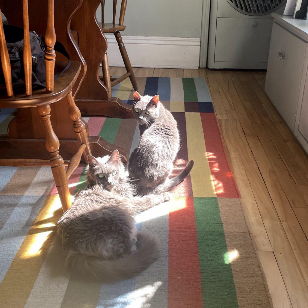 Enlarge Mika C63808, a Adoptable Domestic Long Hair in Minnetonka, MN image 1/6