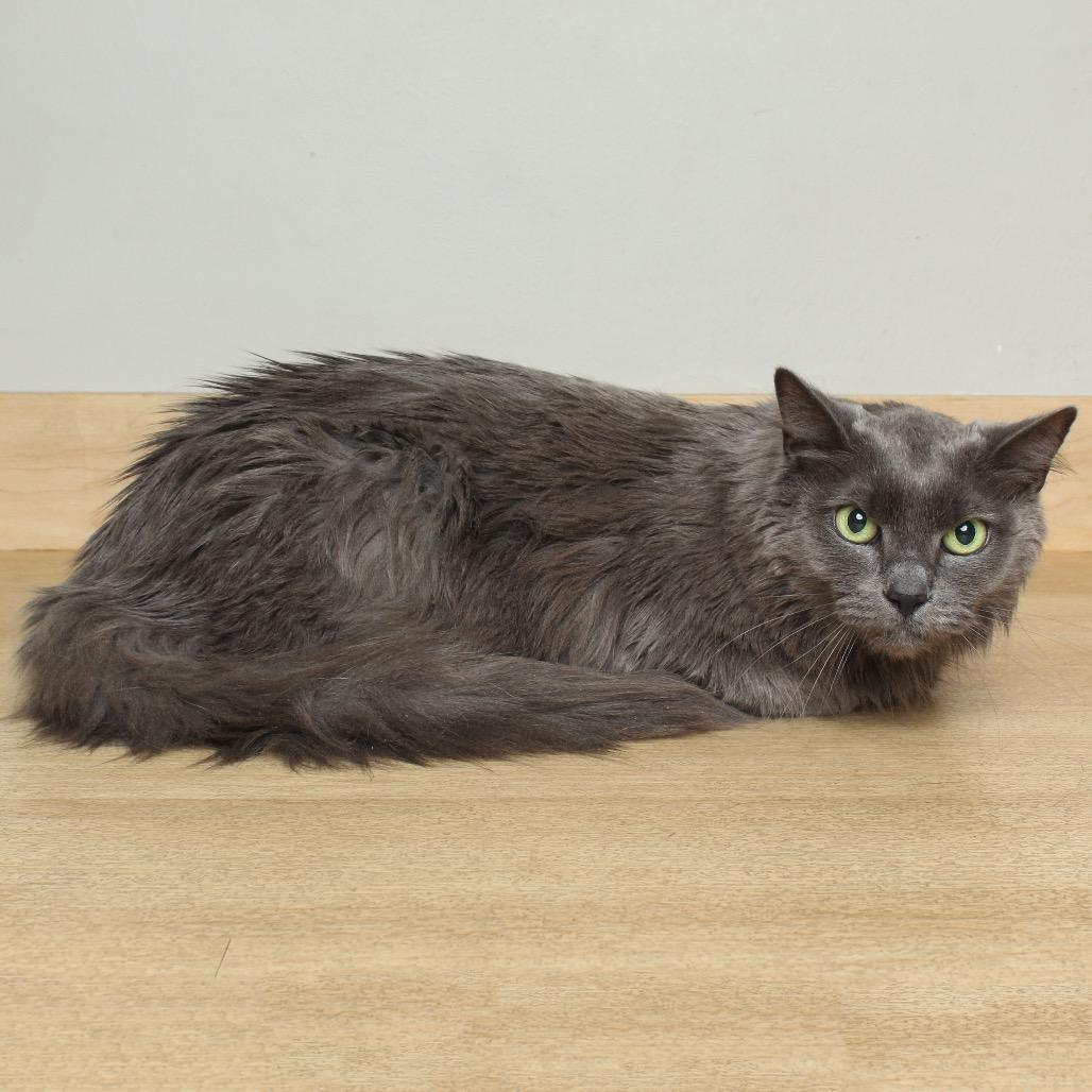 Enlarge Mika C63808, a Adoptable Domestic Long Hair in Minnetonka, MN image 2/6