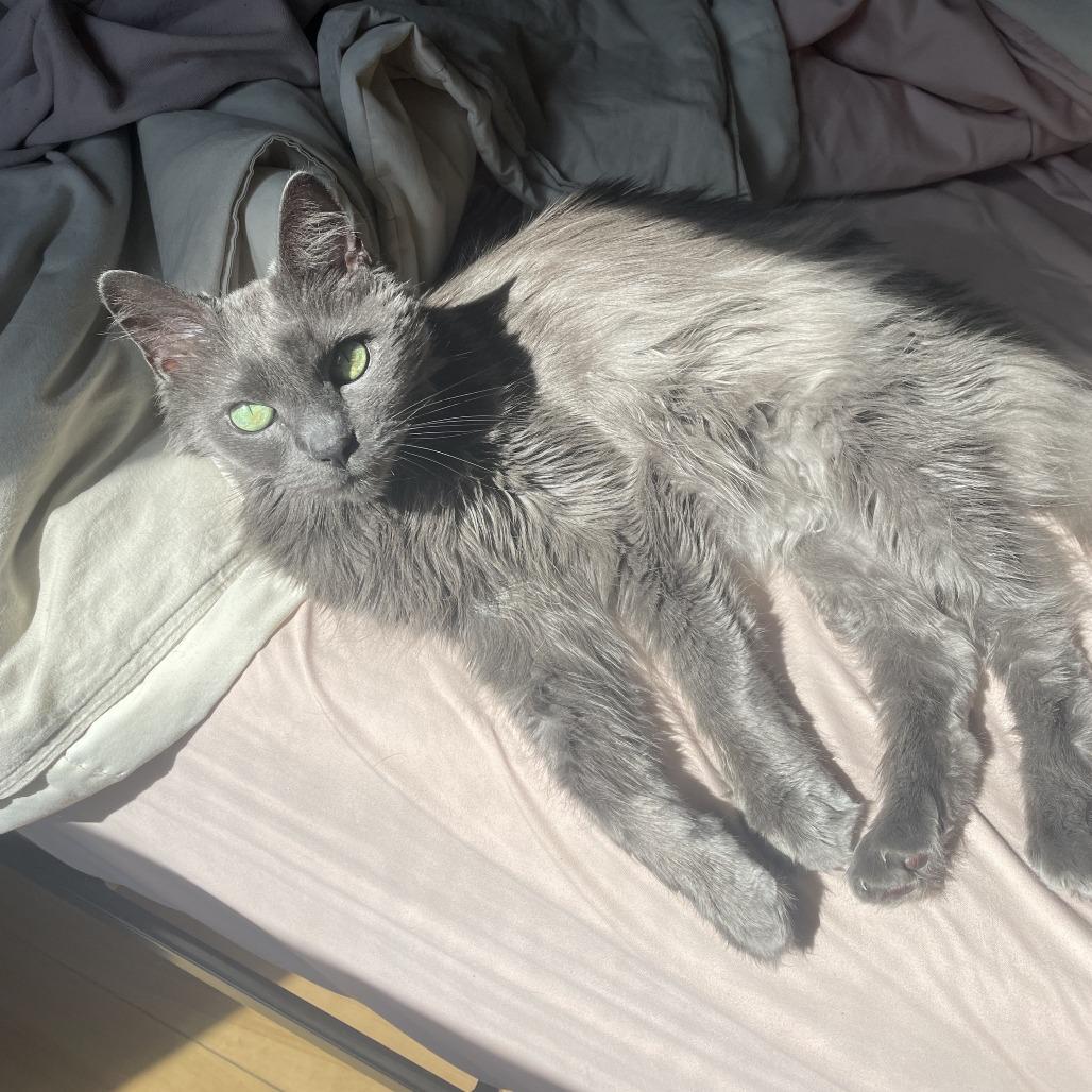 Enlarge Mika C63808, a Adoptable Domestic Long Hair in Minnetonka, MN image 4/6