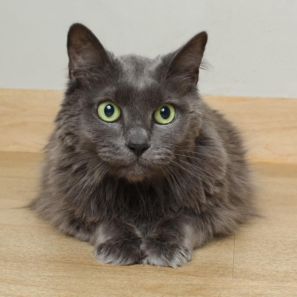 Enlarge Mika C63808, a Adoptable Domestic Long Hair in Minnetonka, MN image 5/6