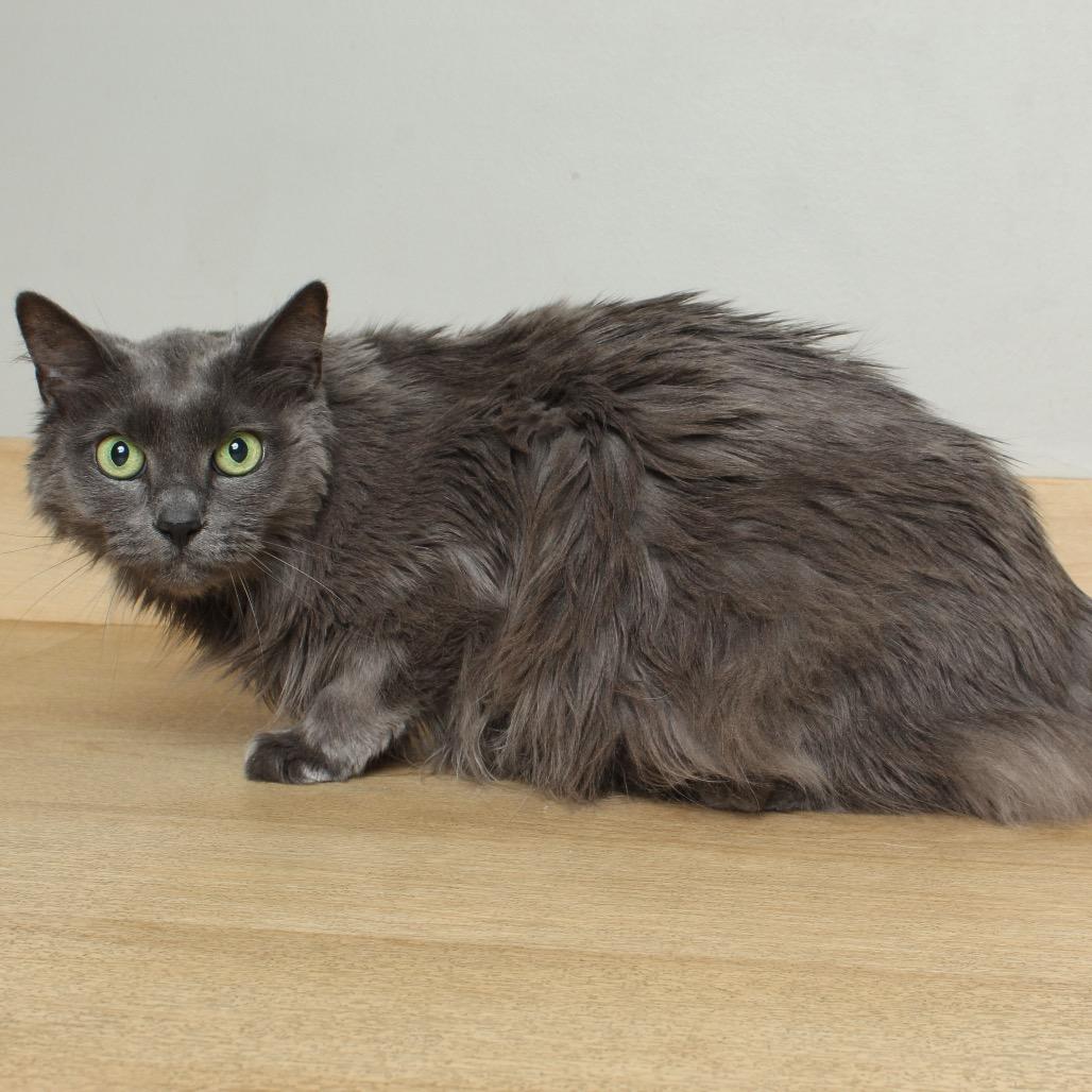 Enlarge Mika C63808, a Adoptable Domestic Long Hair in Minnetonka, MN image 6/6