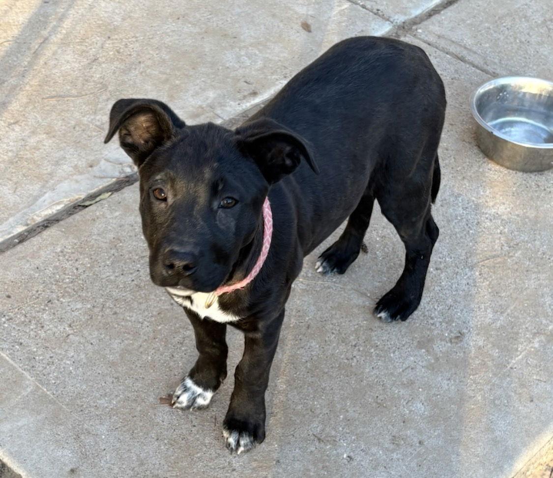 Annabelle Lonestar thumbnail 2