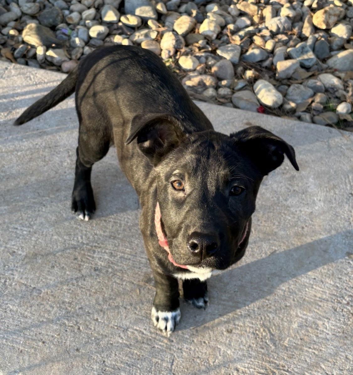 Annabelle Lonestar thumbnail 3