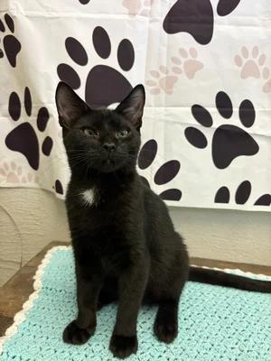 Tux, Adoptable, Young Male Tuxedo.