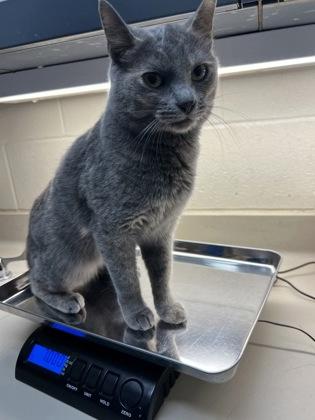 Bastet, Adoptable, Adult Female Domestic Short Hair.