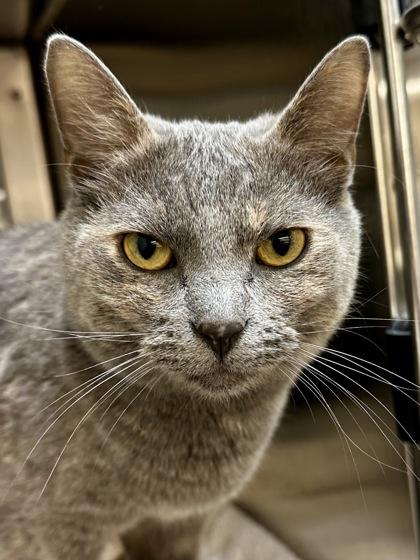 Enlarge Bastet, a Adoptable mixed breed in Wichita, KS image 2/3