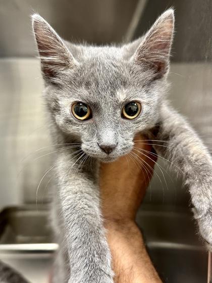 Enlarge Bastet, a Adoptable mixed breed in Wichita, KS image 3/3