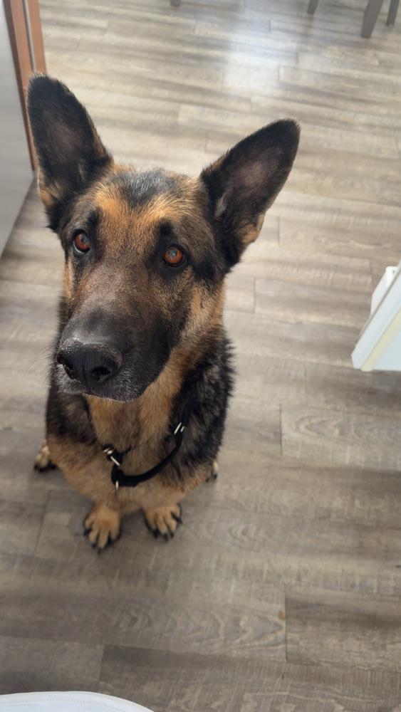 Enlarge Stager, a Adopted mixed breed in Fredonia, WI image 1/1