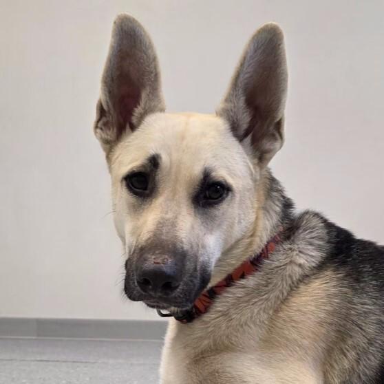 Chloe, Adoptable, Adult Female German Shepherd Dog & Mixed Breed.