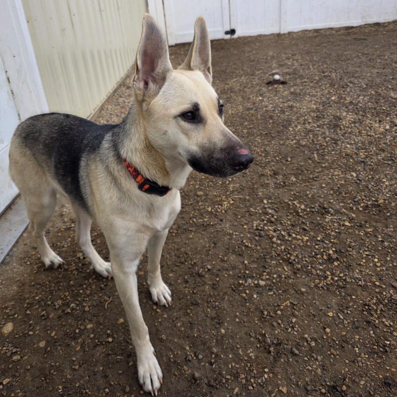 Enlarge Chloe, a Adoptable mixed breed in Yankton, SD image 5/6
