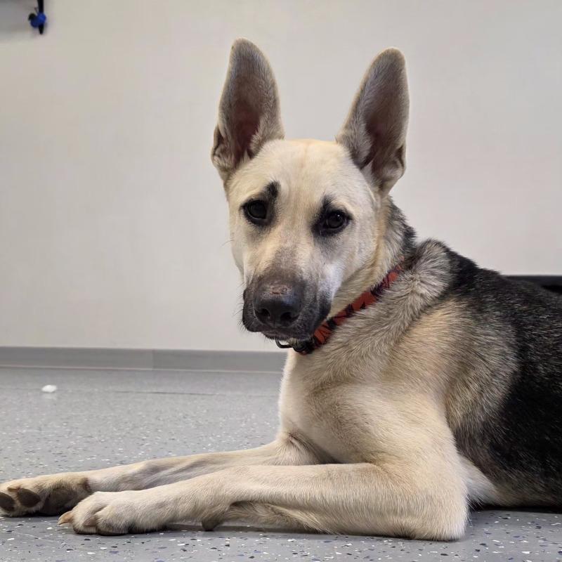 Enlarge Chloe, a Adoptable mixed breed in Yankton, SD image 6/6