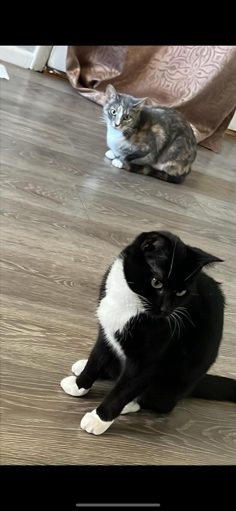 Enlarge Midnight and luna, a Adoptable Domestic Short Hair in Waveland, IN image 1/1