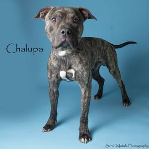 Chalupa, Adoptable, Adult Male Pit Bull Terrier & Mixed Breed.