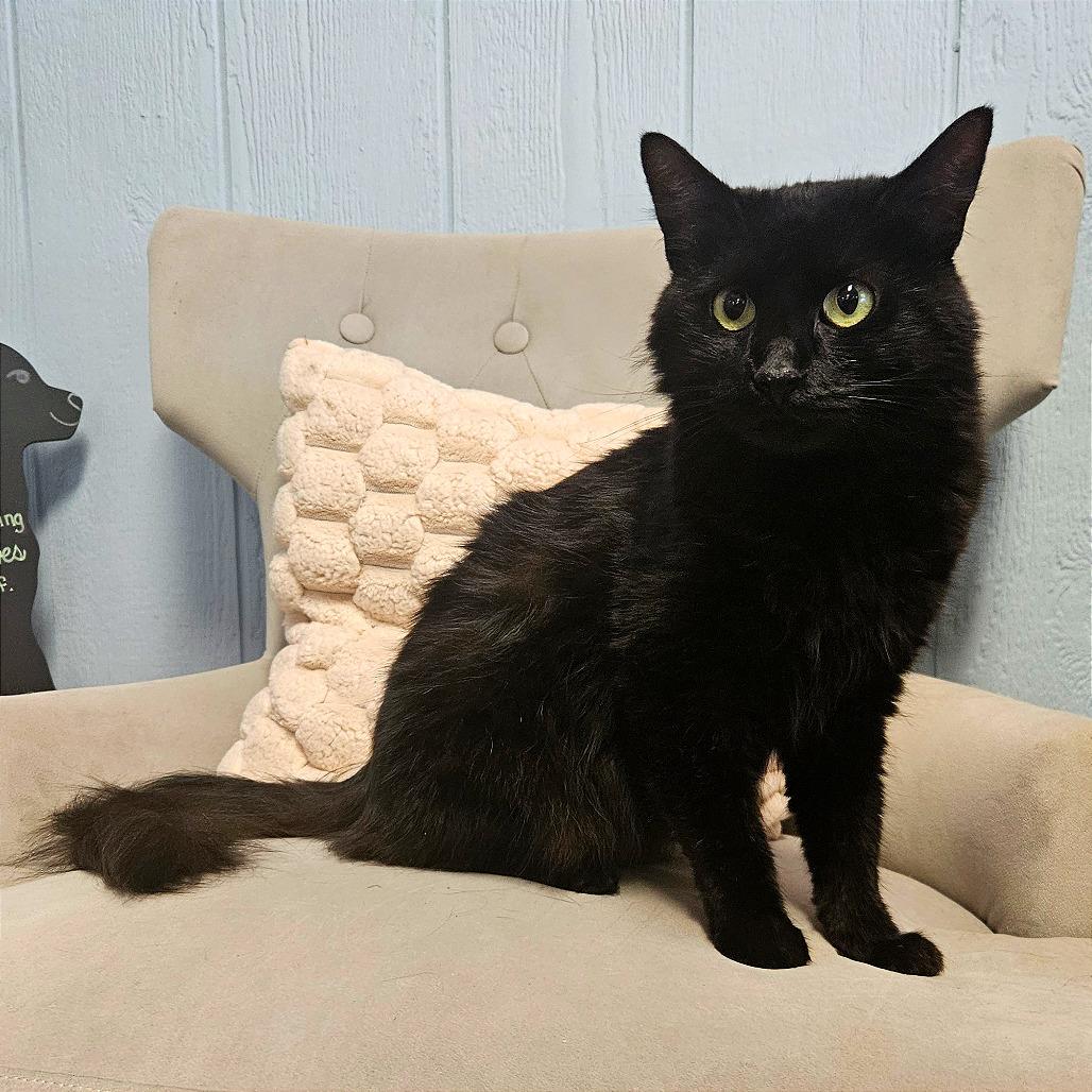 Vega, Adoptable, Adult Female Domestic Medium Hair.
