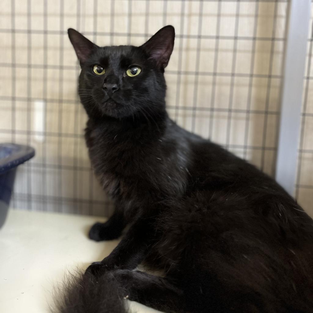 Enlarge Vega, a Adoptable Domestic Medium Hair in Clarksville, AR image 2/4
