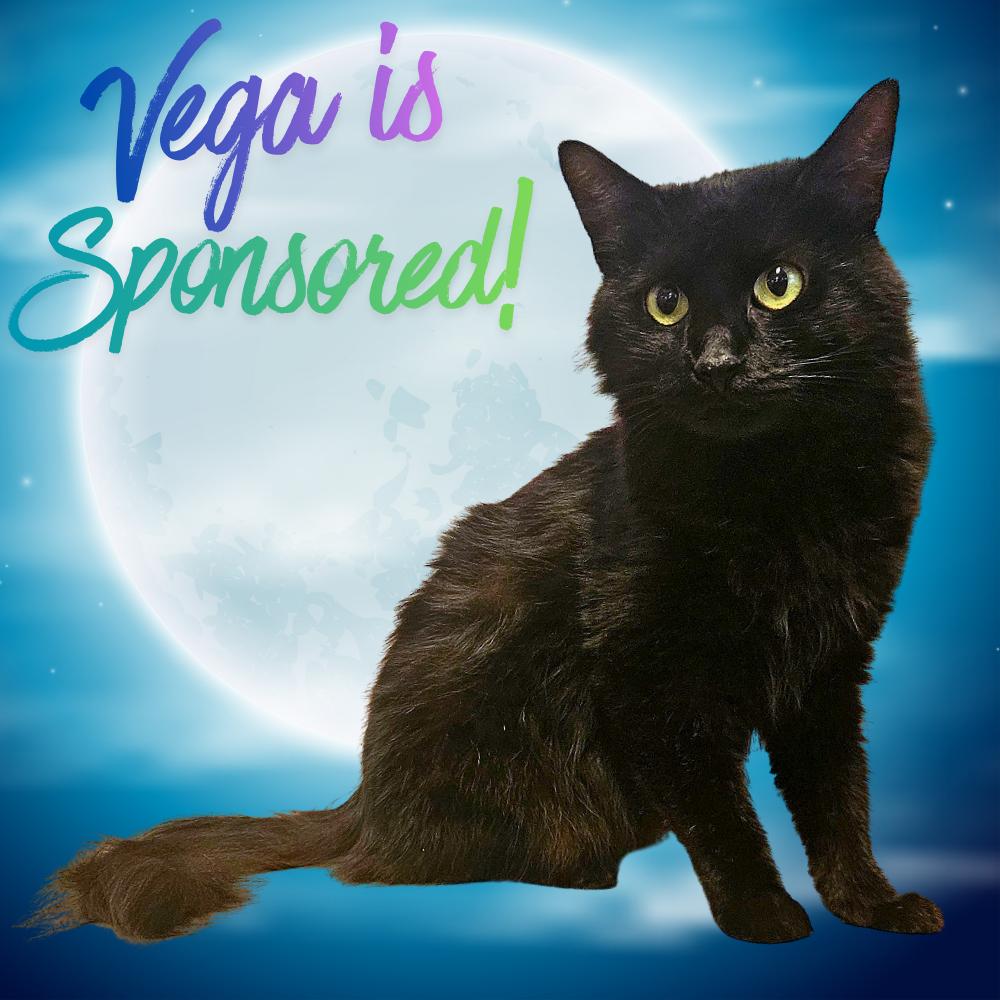 Enlarge Vega, a Adoptable Domestic Medium Hair in Clarksville, AR image 3/4