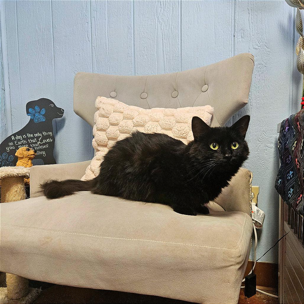 Enlarge Vega, a Adoptable Domestic Medium Hair in Clarksville, AR image 4/4