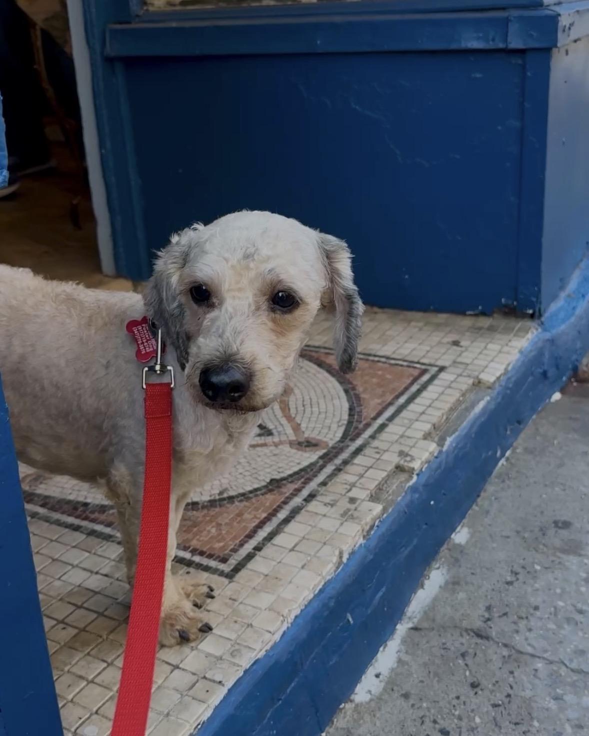 Enlarge Tinto, a Adopted mixed breed in Brooklyn, NY image 3/6