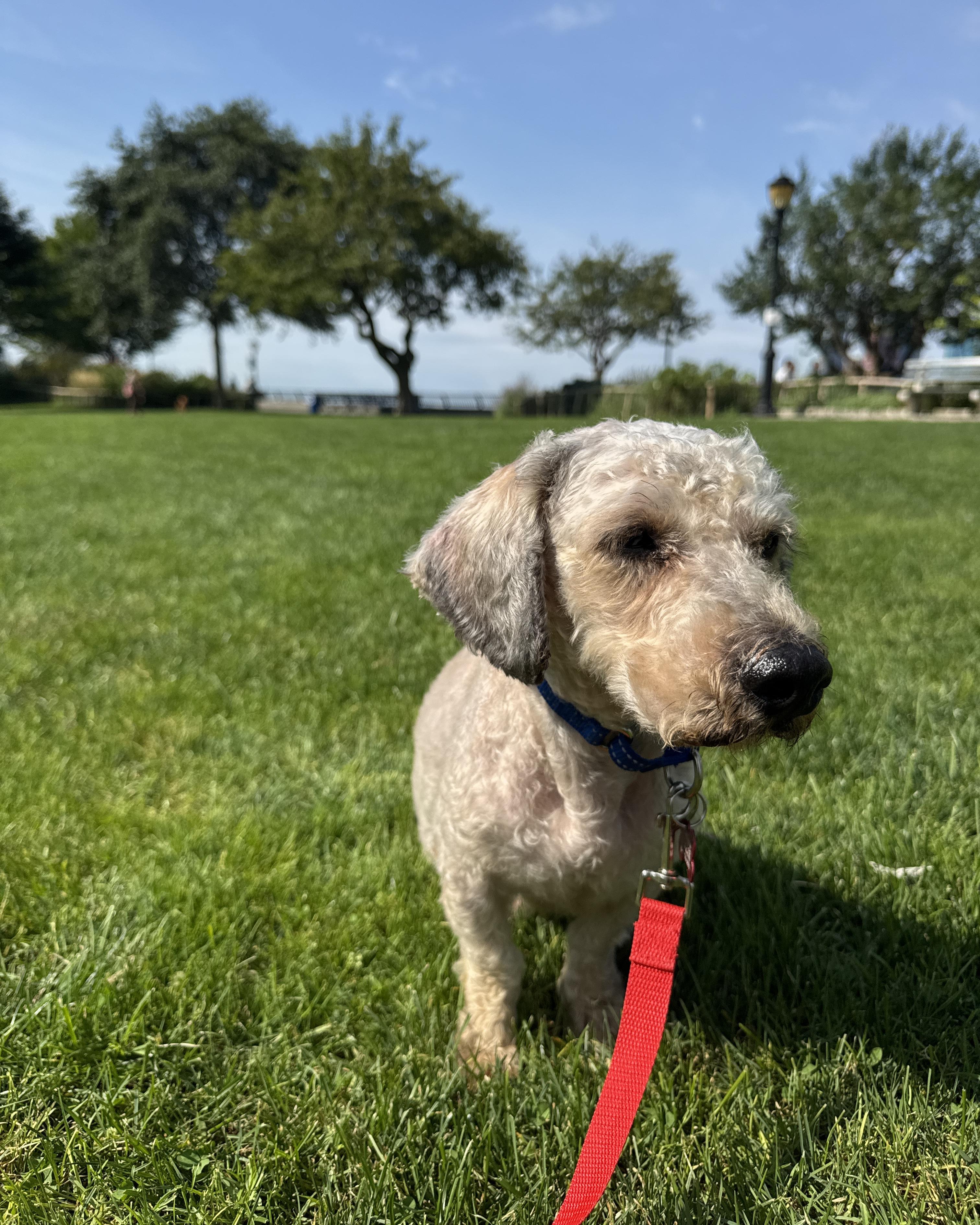 Tinto, Adoptable, Adult Male Miniature Poodle & Lhasa Apso.