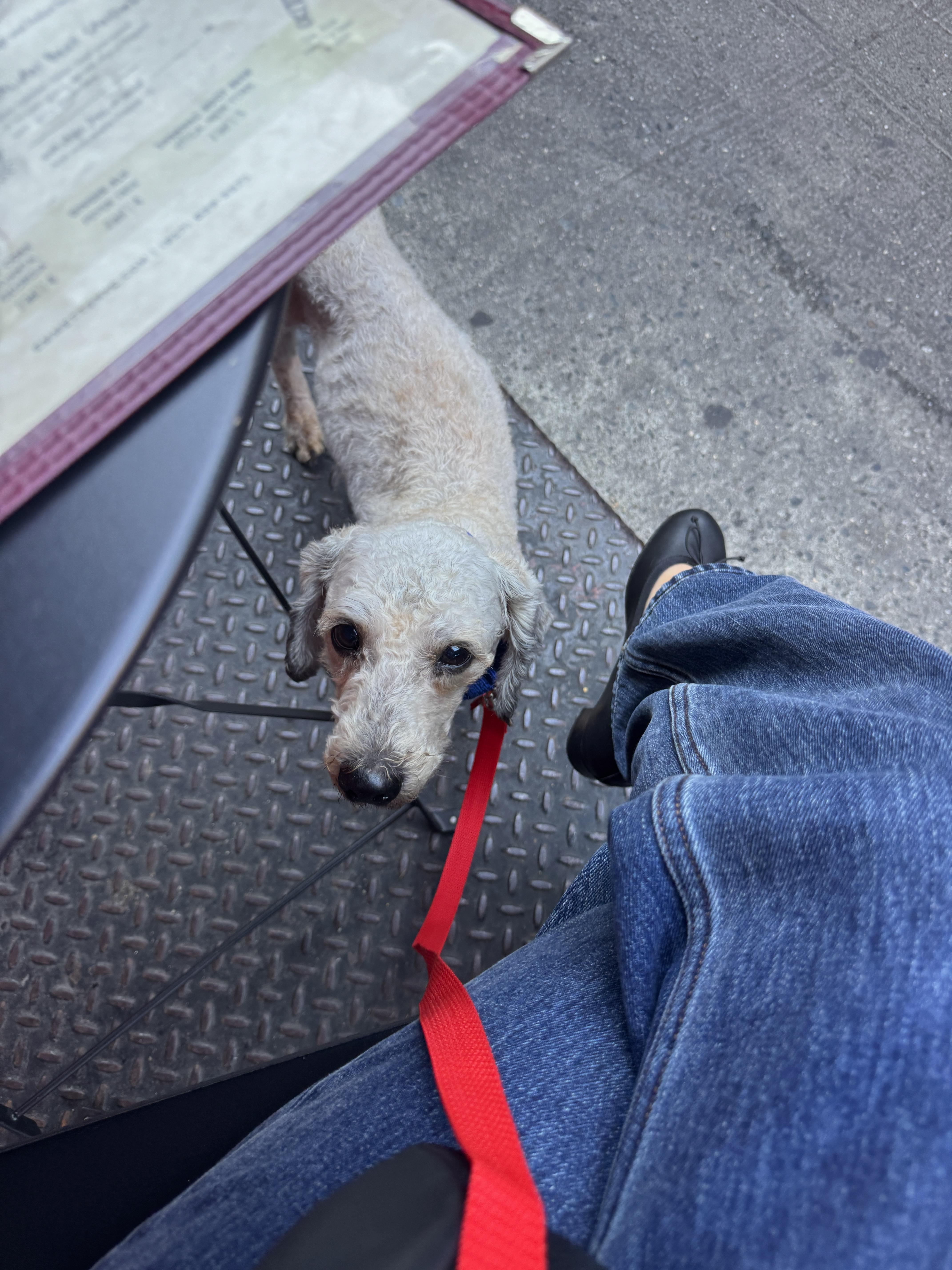 Enlarge Tinto, a Adopted mixed breed in Brooklyn, NY image 6/6