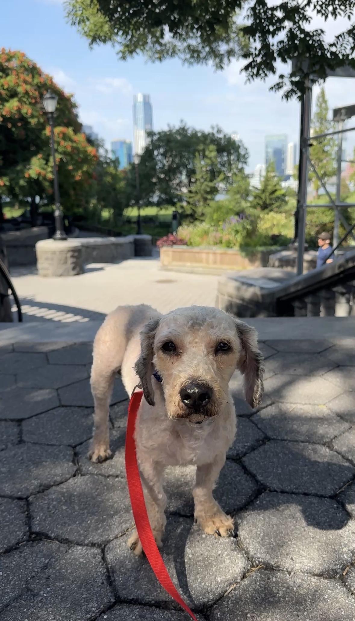 Enlarge Tinto, a Adopted mixed breed in Brooklyn, NY image 4/6