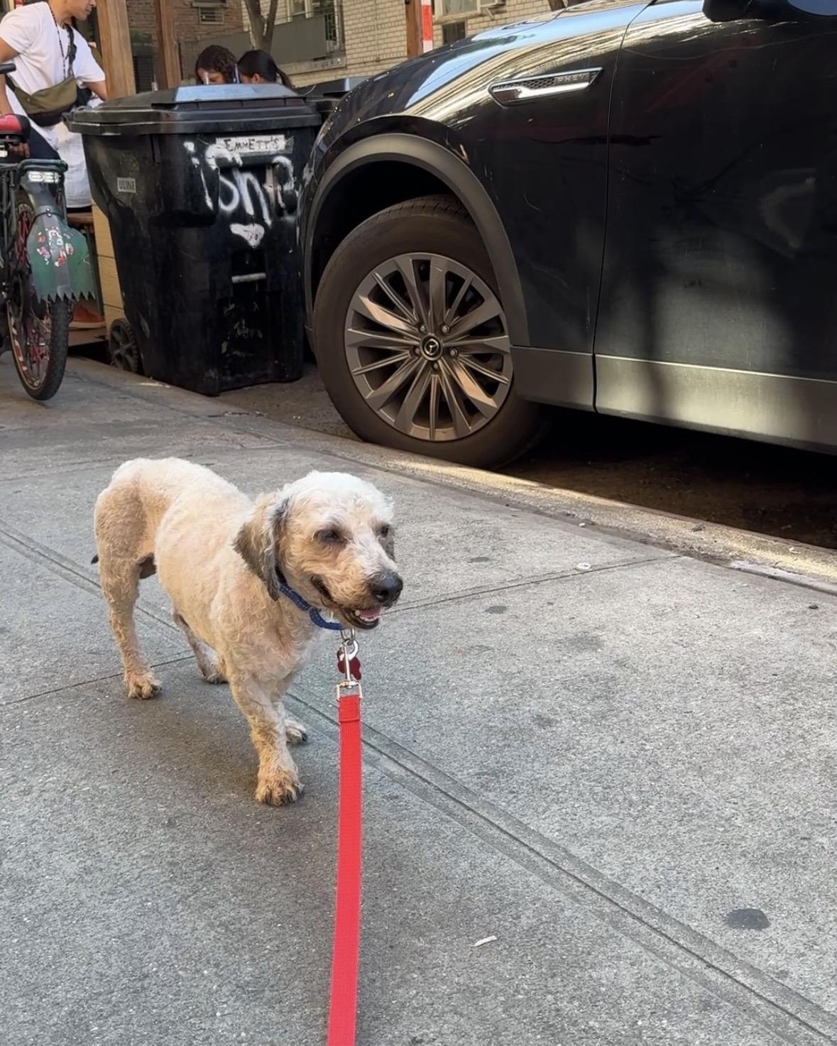 Enlarge Tinto, a Adopted mixed breed in Brooklyn, NY image 5/6
