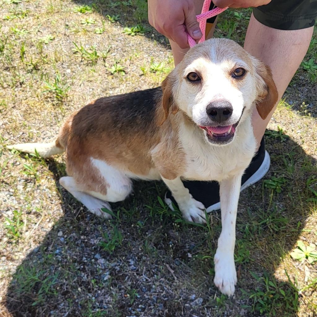 Danni, adopted, Adult Female Beagle.