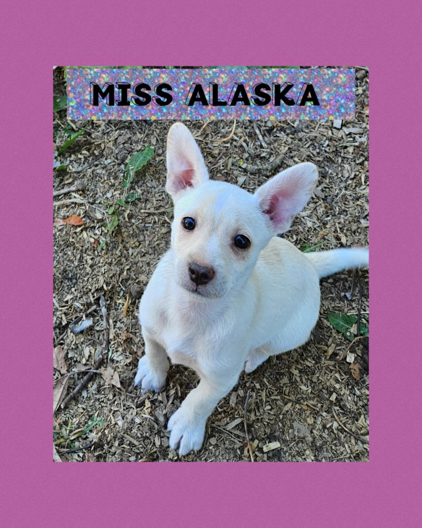 Alaska, an adoptable Dachshund, Chihuahua in Eugene, OR, 97404 | Photo Image 1