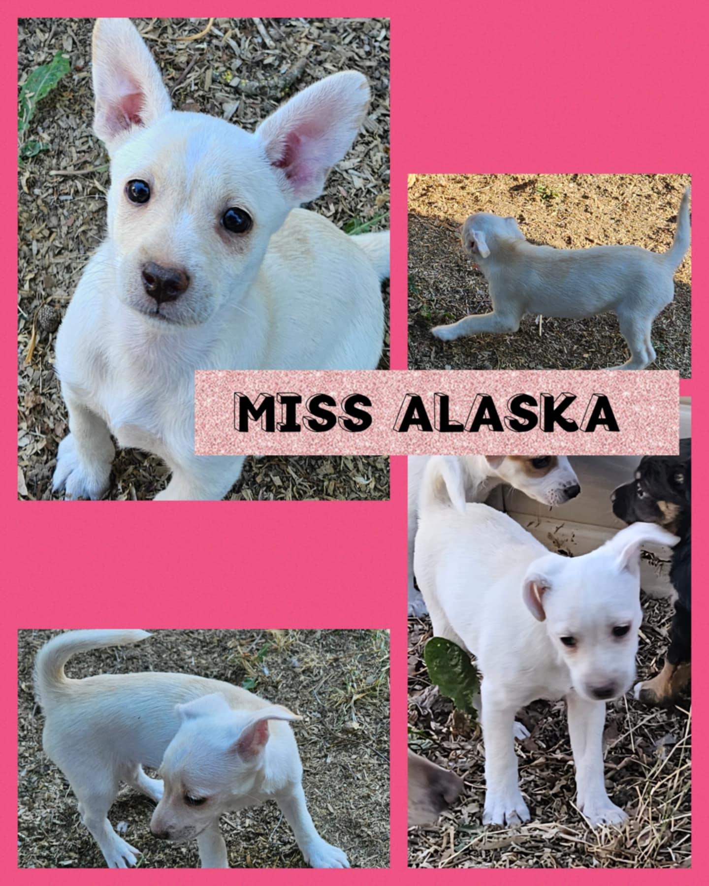 Alaska, an adoptable Dachshund, Chihuahua in Eugene, OR, 97404 | Photo Image 2