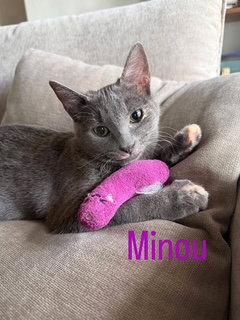 Minou (bonded to Kissa), Adoptable, Young Female Domestic Short Hair.