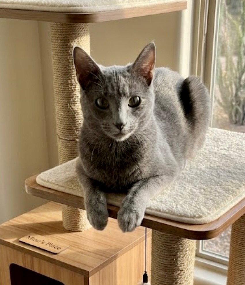 Enlarge Minou (bonded to Kissa), a Adoptable Domestic Short Hair in Chandler, AZ image 2/3