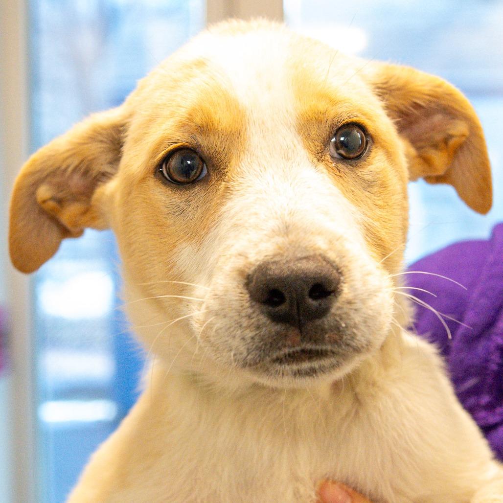 Enlarge Knox *Avail by Appt*, a Adoptable Mixed Breed in Kennebunk, ME image 1/1