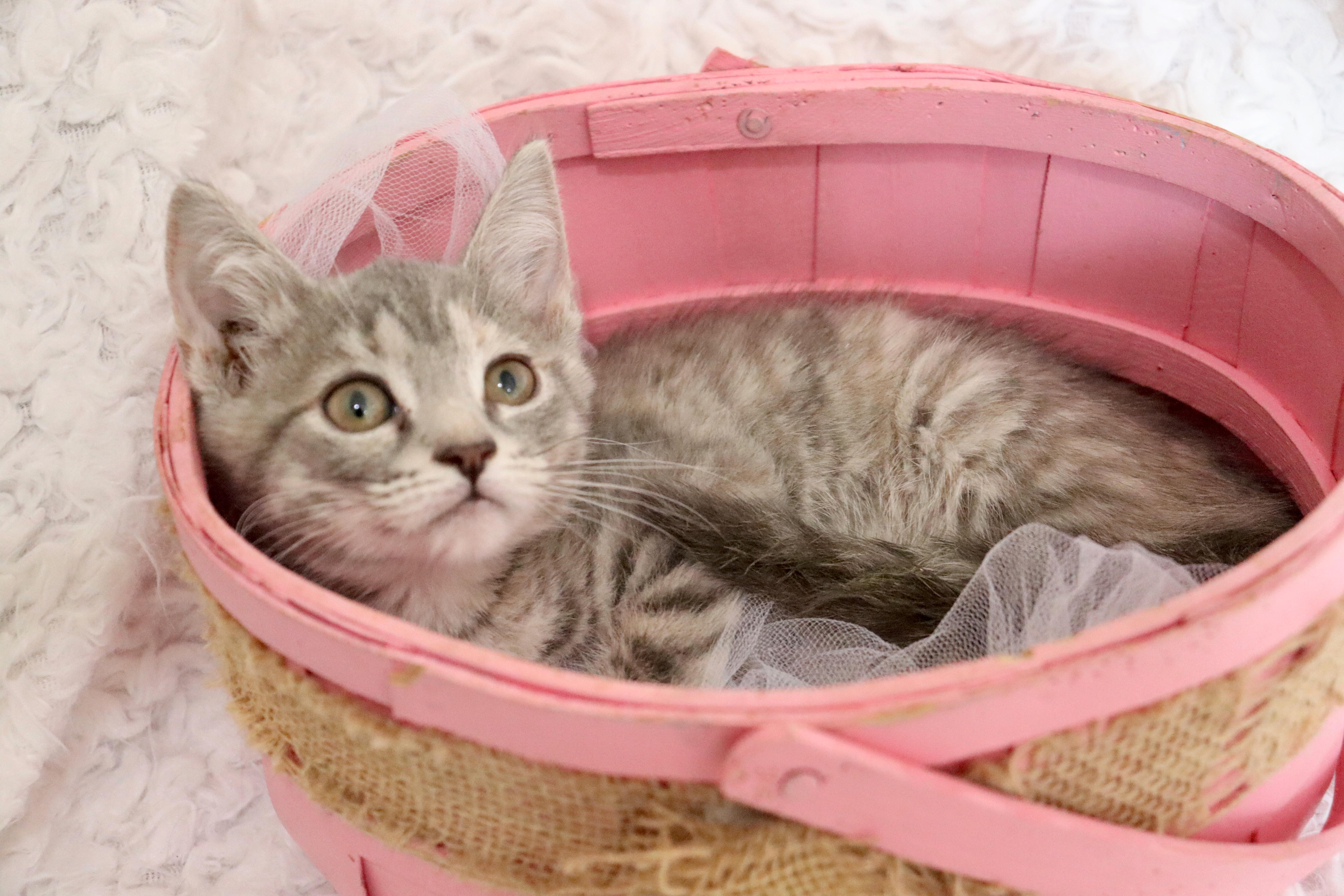 Enlarge Ember, a Adoptable mixed breed in Saint Augustine, FL image 2/6