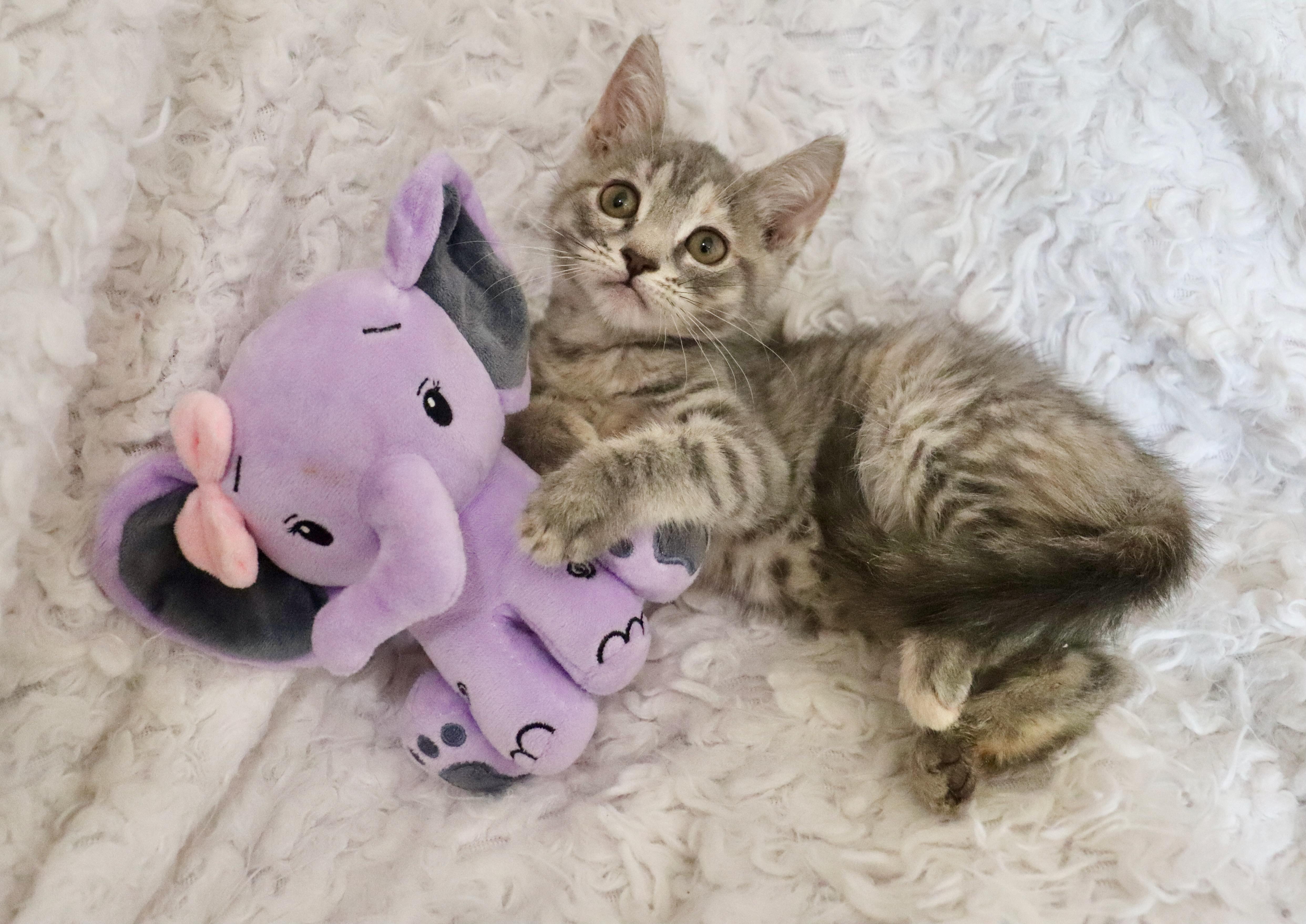 Enlarge Ember, a Adoptable mixed breed in Saint Augustine, FL image 1/6