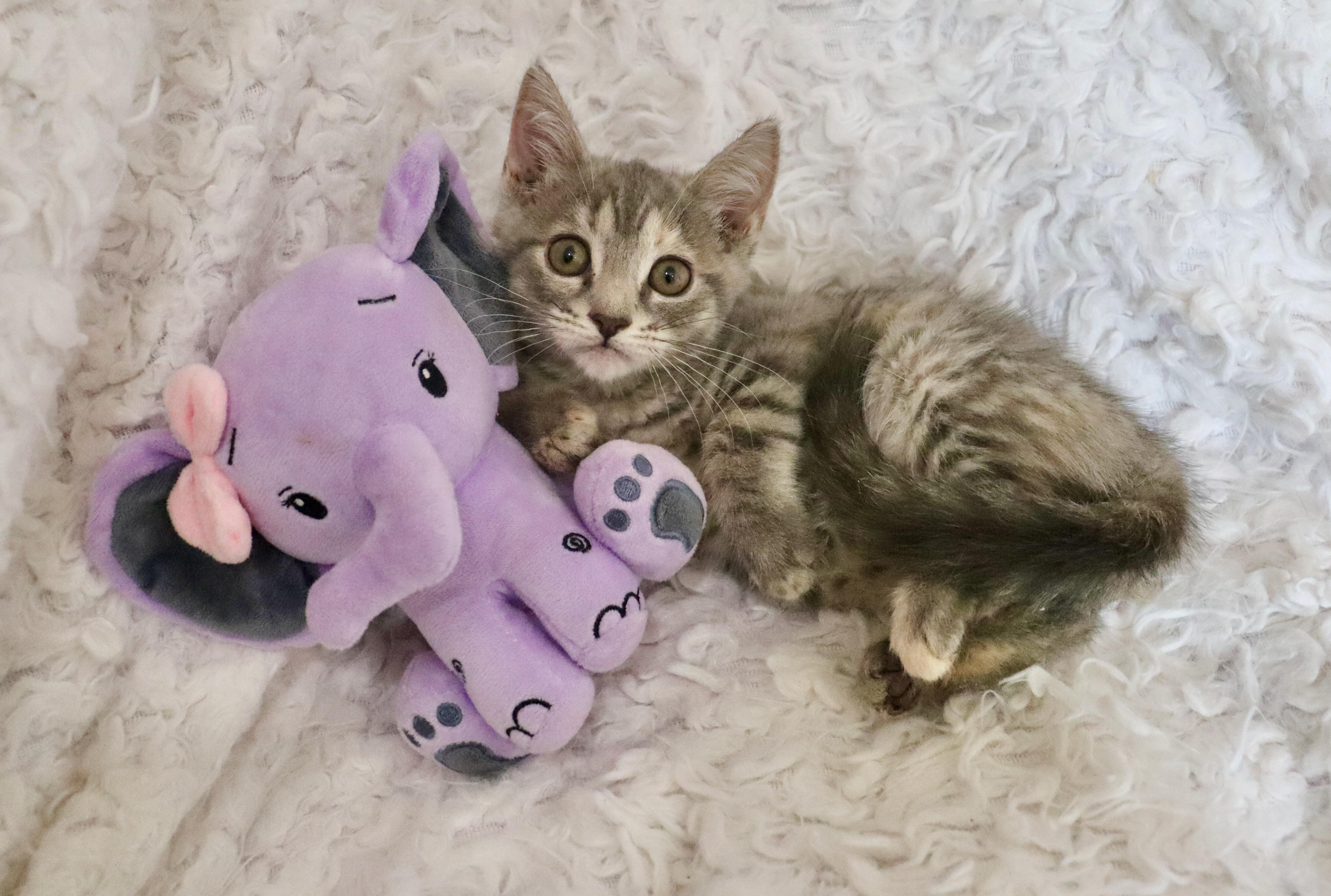 Enlarge Ember, a Adoptable mixed breed in Saint Augustine, FL image 4/6