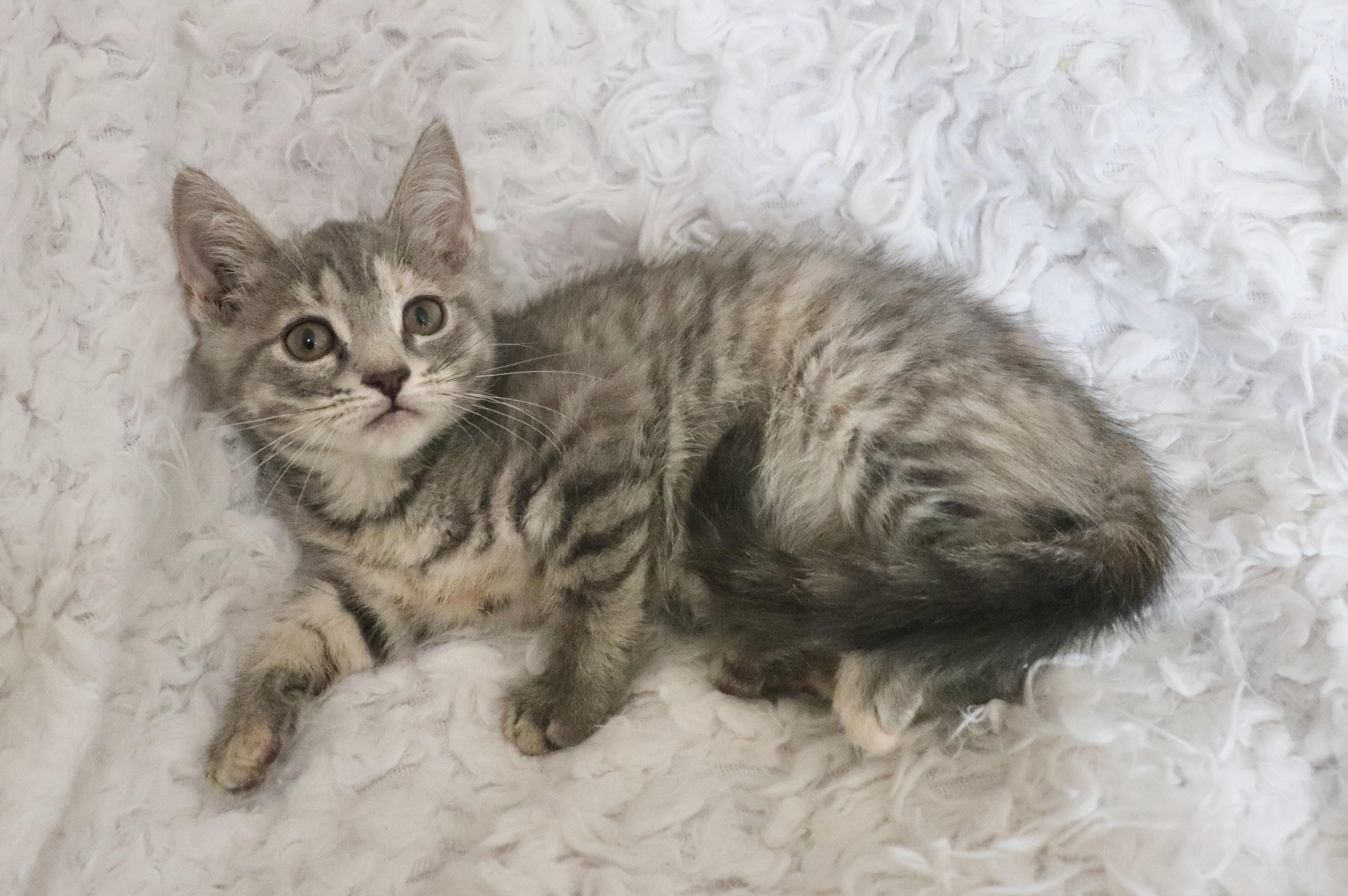 Enlarge Ember, a Adoptable mixed breed in Saint Augustine, FL image 5/6