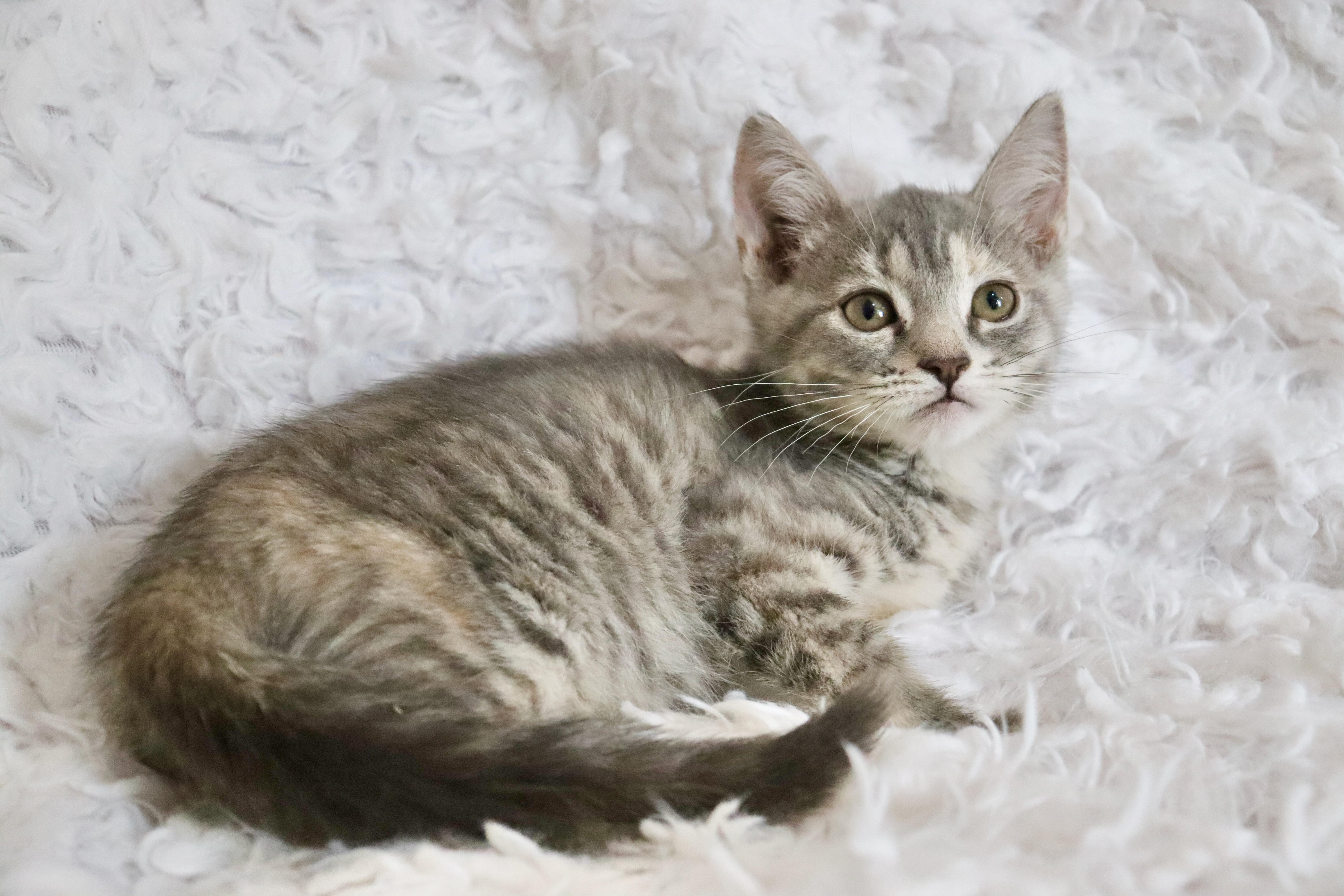 Enlarge Ember, a Adoptable mixed breed in Saint Augustine, FL image 6/6