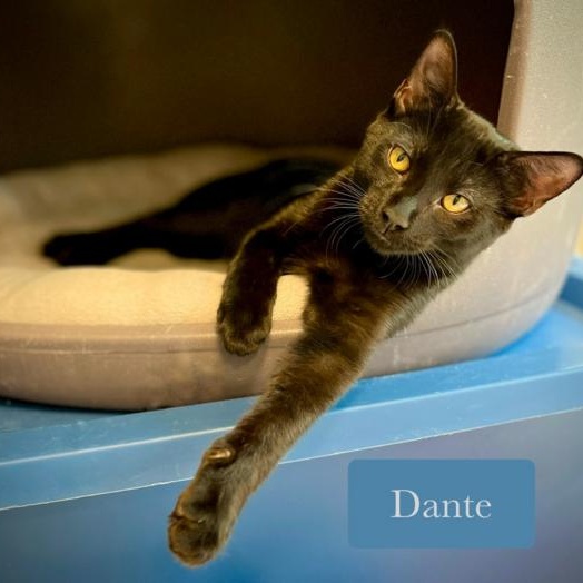 Enlarge Dante, a Adoptable Domestic Short Hair in Chalfont, PA image 1/6