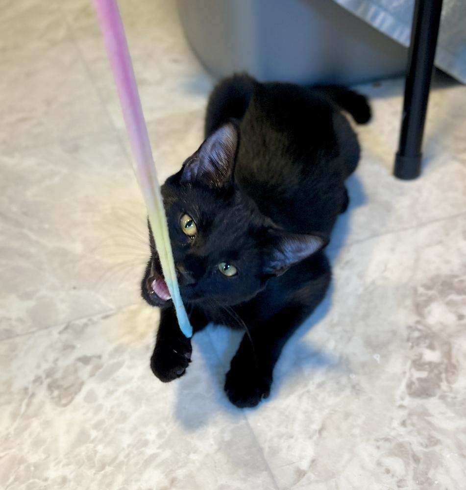 Enlarge Dante, a Adoptable Domestic Short Hair in Chalfont, PA image 1/6