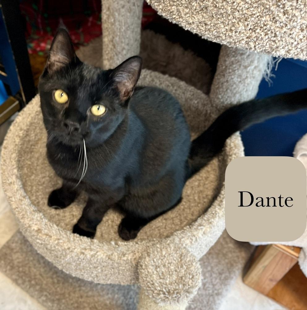 Enlarge Dante, a Adoptable Domestic Short Hair in Chalfont, PA image 3/6