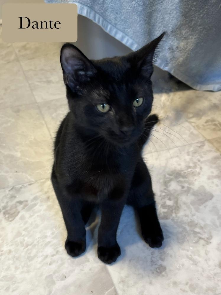 Enlarge Dante, a Adoptable Domestic Short Hair in Chalfont, PA image 2/6