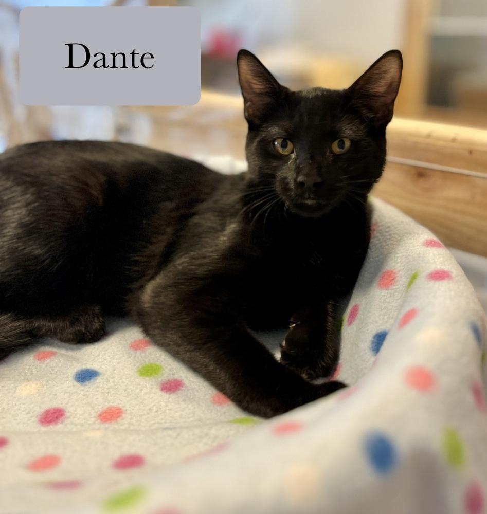 Enlarge Dante, a Adoptable Domestic Short Hair in Chalfont, PA image 3/6