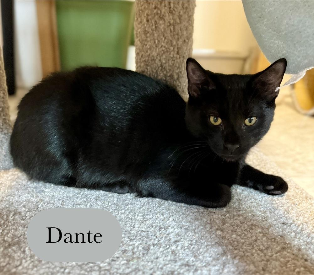 Enlarge Dante, a Adoptable Domestic Short Hair in Chalfont, PA image 4/6