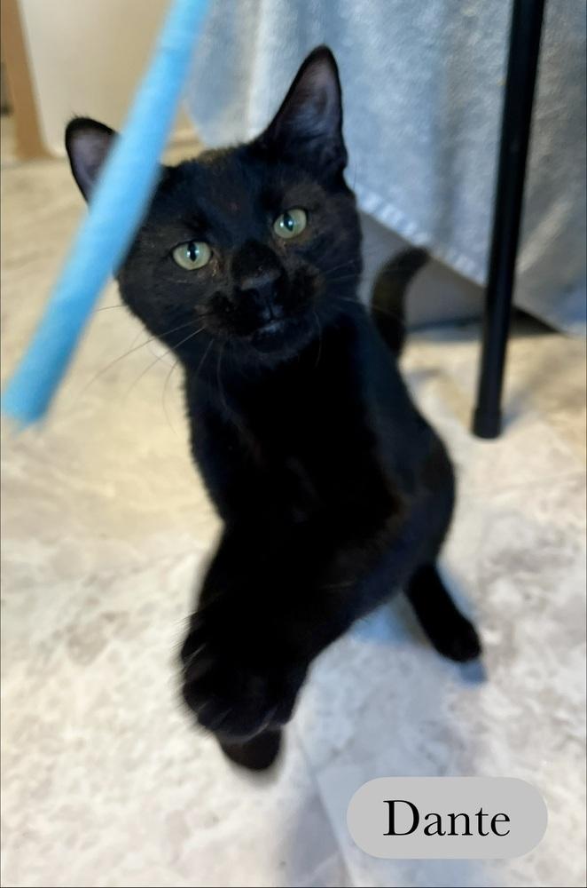 Enlarge Dante, a Adoptable Domestic Short Hair in Chalfont, PA image 5/6