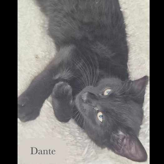 Enlarge Dante, a Adoptable Domestic Short Hair in Chalfont, PA image 6/6