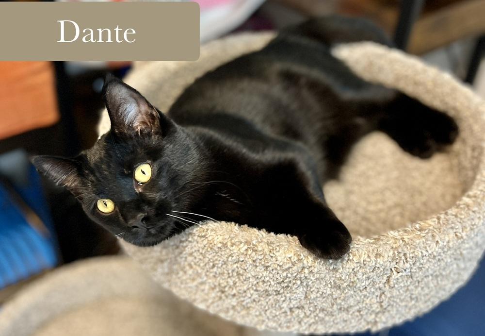 Enlarge Dante, a Adoptable Domestic Short Hair in Chalfont, PA image 6/6